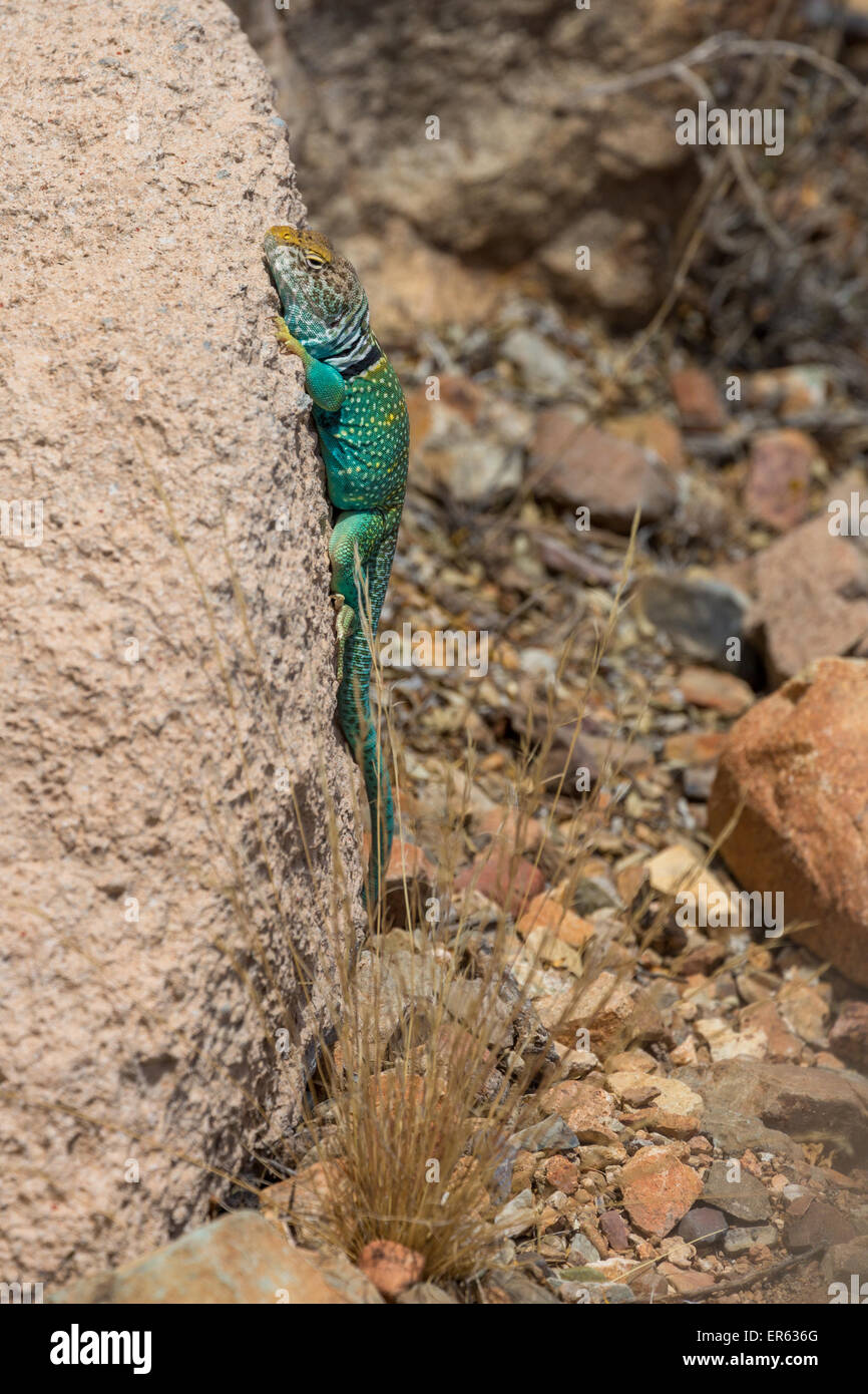 Gemeinsame Collared Lizard (Crotaphytus collaris) auf Rock, Arizona, USA Stockfoto