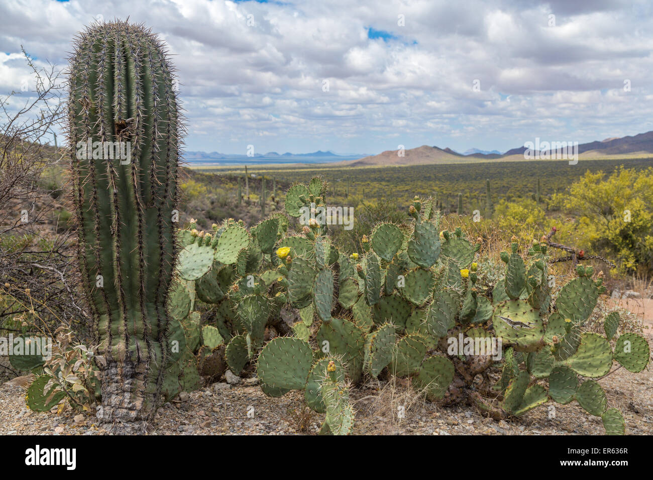 Kaktus Landschaft mit jungen Saguaro Kaktus (Carnegiea gigantea) und der Engelmann Feigenkakteen (Opuntia Engelmannii) Stockfoto