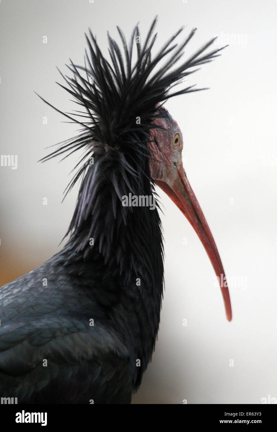 Ein Waldrapp Ibis eine vom Aussterben bedrohte Vogel aus Marokko. Auch bekannt als die nördlichen Glatze oder Einsiedler Ibis, Geronicus erimita Stockfoto
