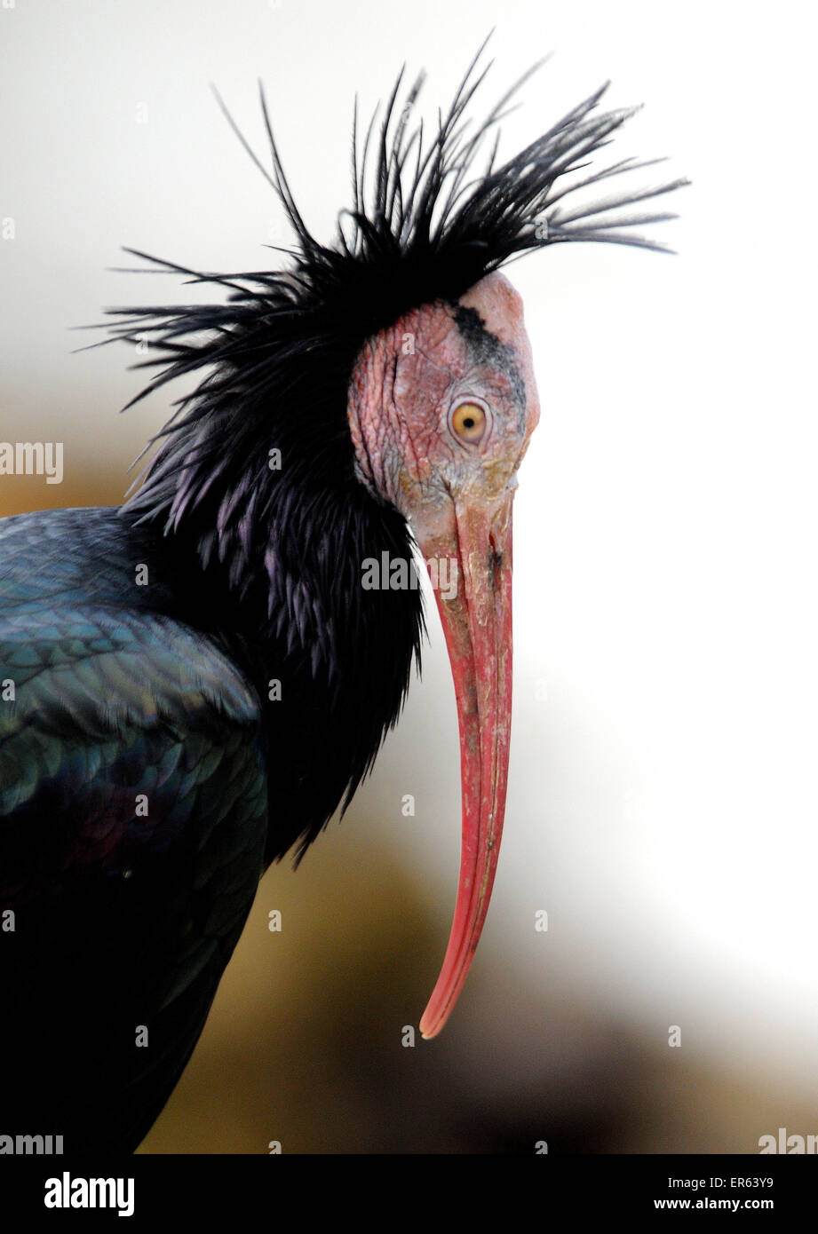 Ein Waldrapp Ibis eine vom Aussterben bedrohte Vogel aus Marokko. Auch bekannt als die nördlichen Glatze oder Einsiedler Ibis, Geronicus erimita Stockfoto