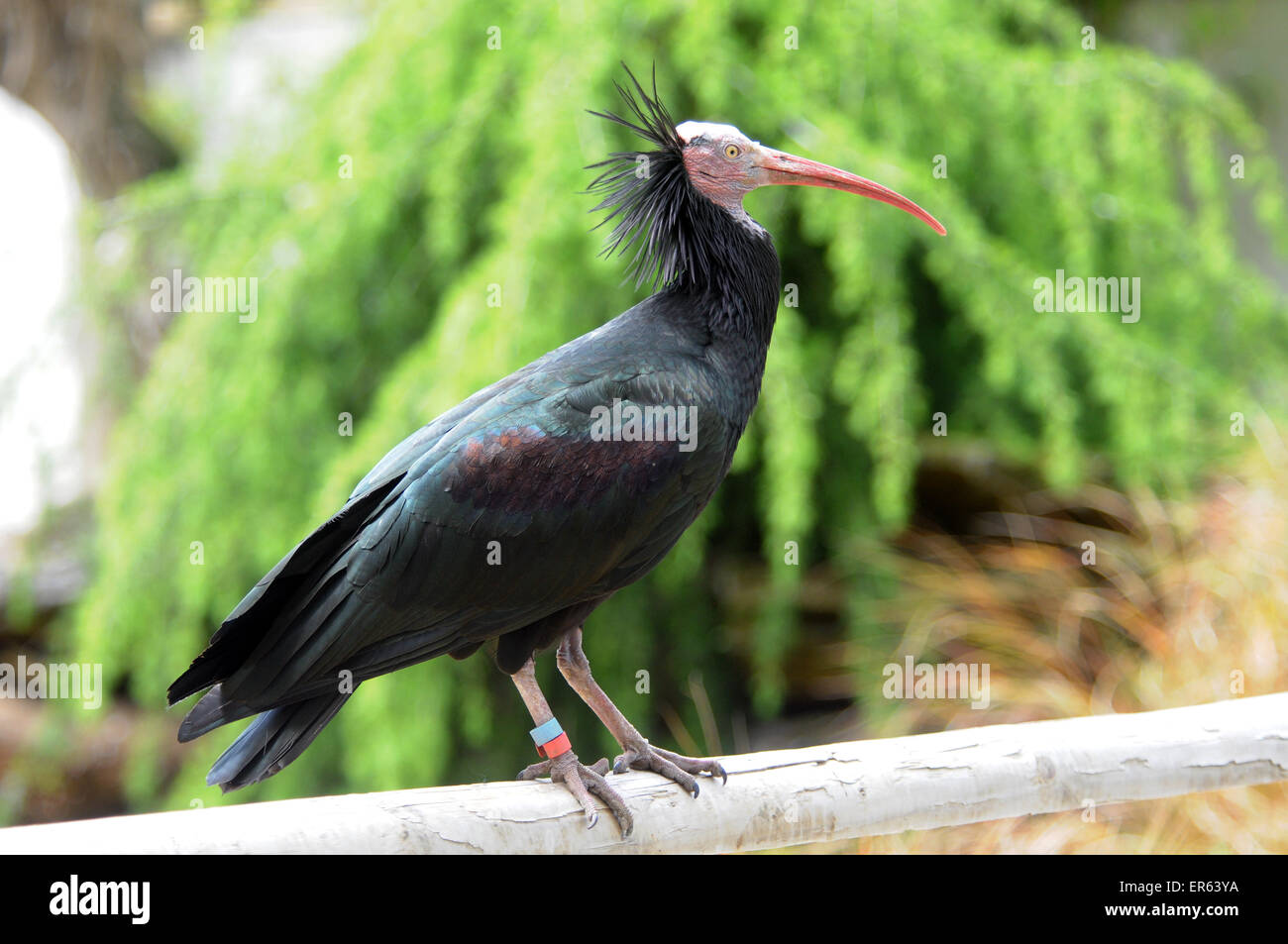Ein Waldrapp Ibis eine vom Aussterben bedrohte Vogel aus Marokko. Auch bekannt als die nördlichen Glatze oder Einsiedler Ibis, Geronicus erimita Stockfoto