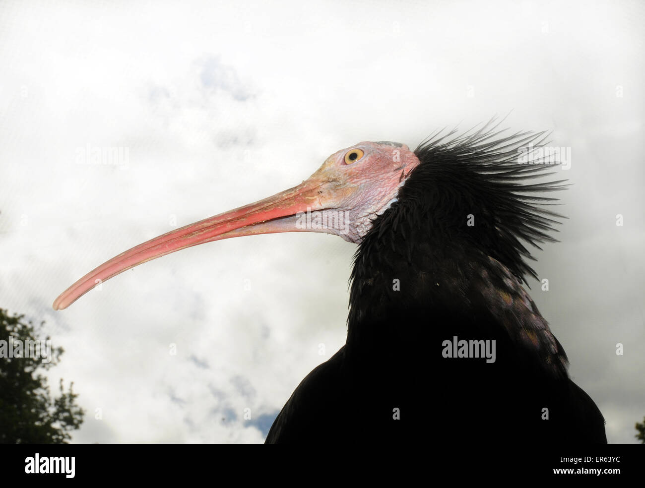 Ein Waldrapp Ibis eine vom Aussterben bedrohte Vogel aus Marokko. Auch bekannt als die nördlichen Glatze oder Einsiedler Ibis, Geronicus erimita Stockfoto