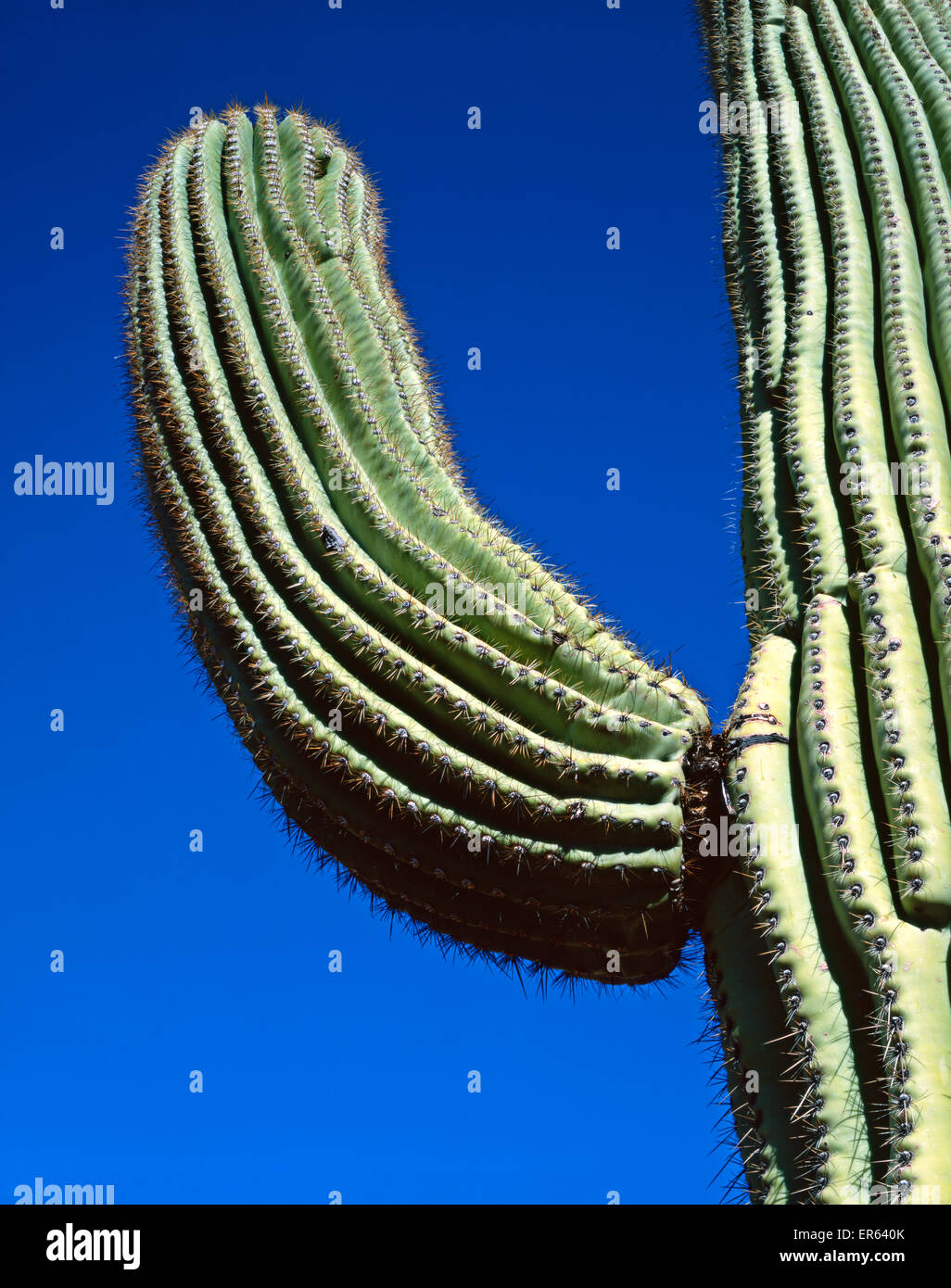 Saguaro Kaktus, Arizona. Ich nahm dieses Bild mit einer großformatigen Kamera 4 x 5'. Stockfoto