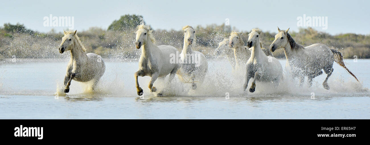 Herde von weißen Camargue-Pferde, die auf dem Wasser des Meeres. Frankreich. Stockfoto