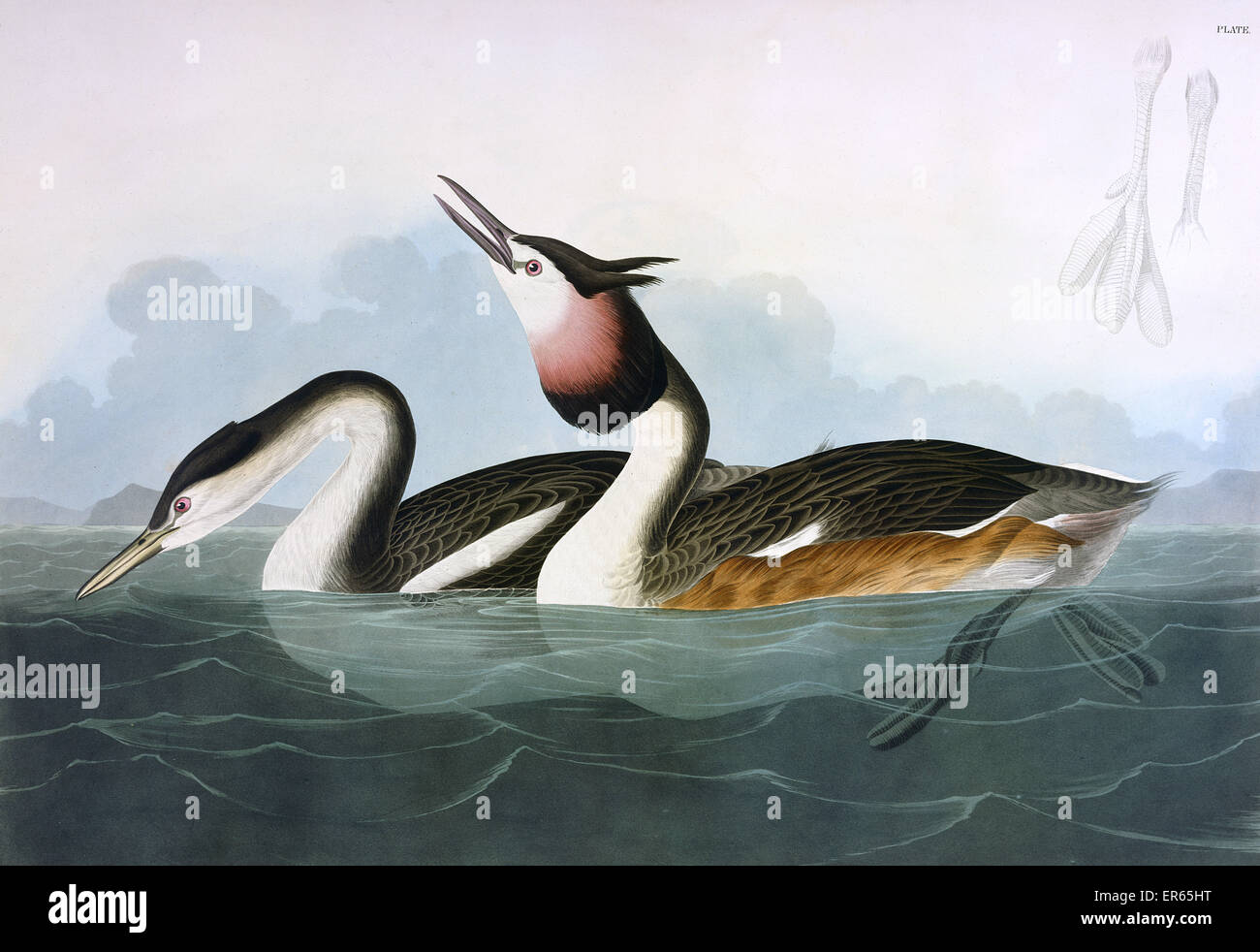 Crested Grebe, von John James Audubon Stockfoto