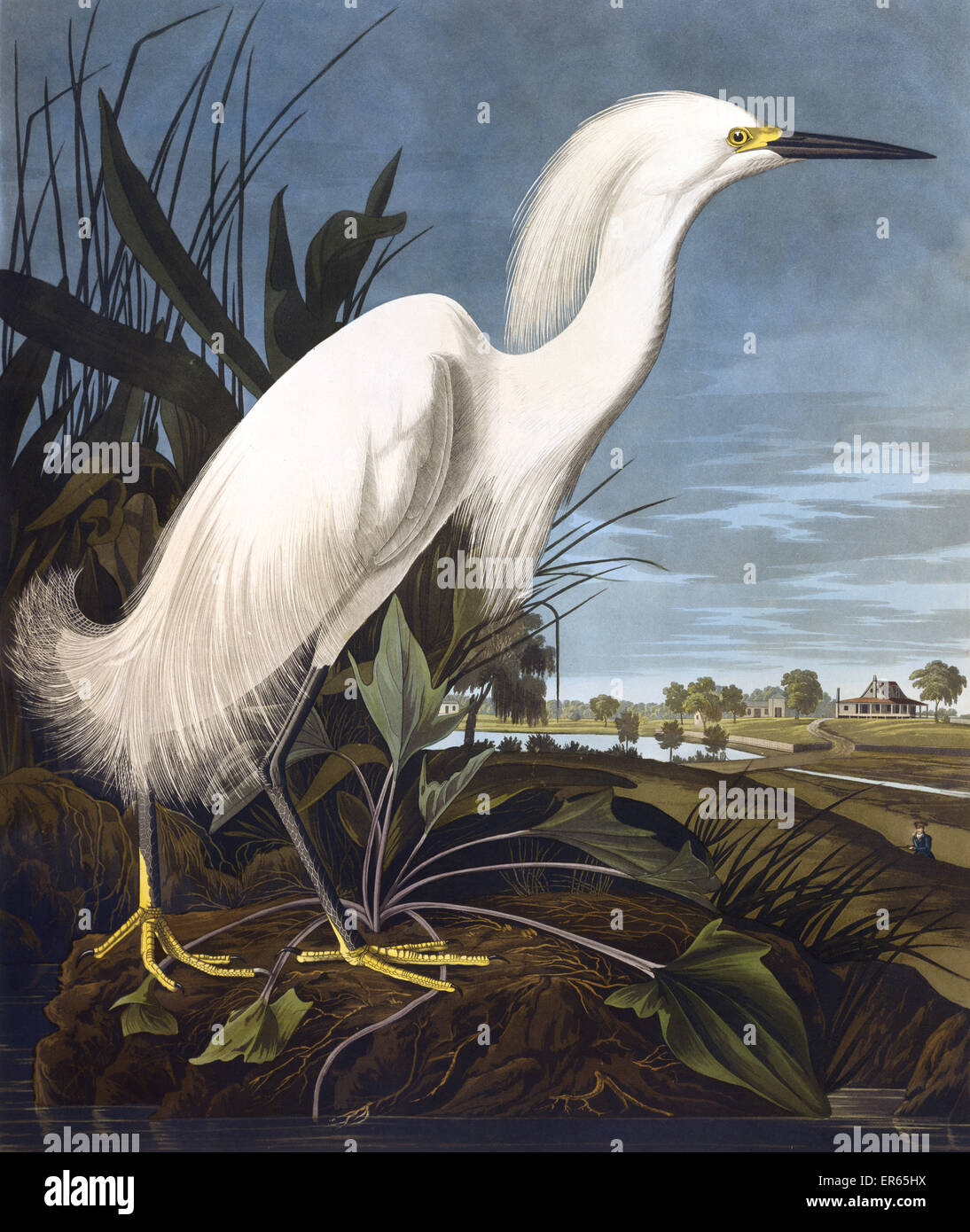 Verschneite Heron, oder weiße Reiher, Ardea Candidissima von Audubon (1785-1851). Eine Farbtafel in The Birds of America: aus Original-Zeichnungen. 1827-1838 Stockfoto