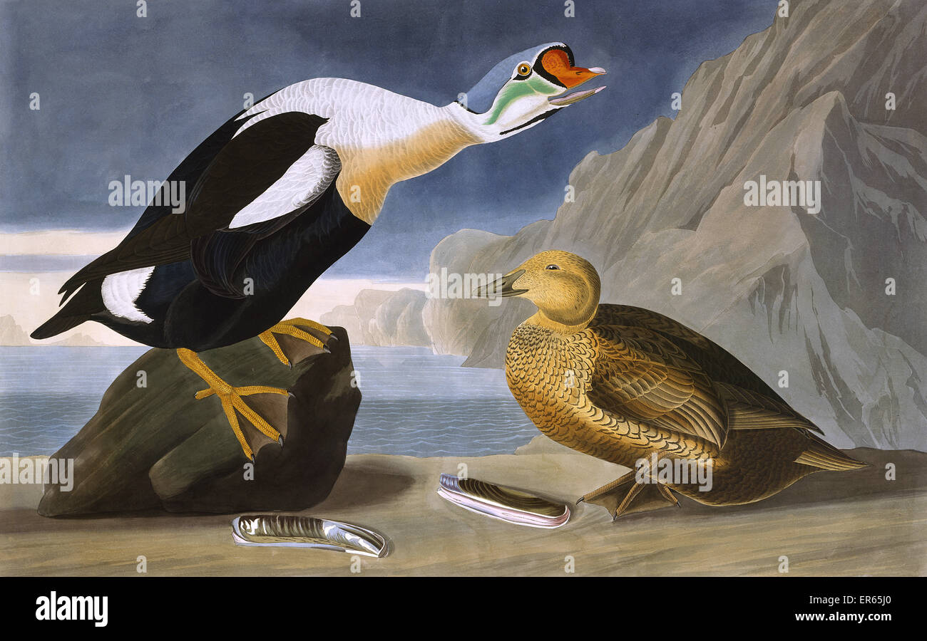 King Duck, von John James Audubon Stockfoto