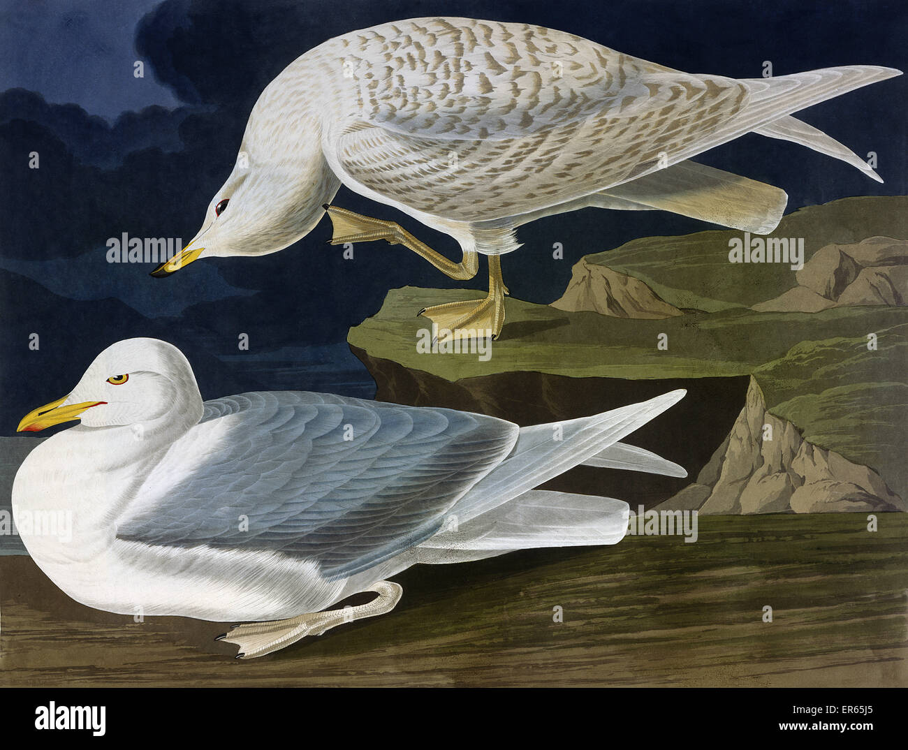 Weißflügelmöwe, von John James Audubon Stockfoto