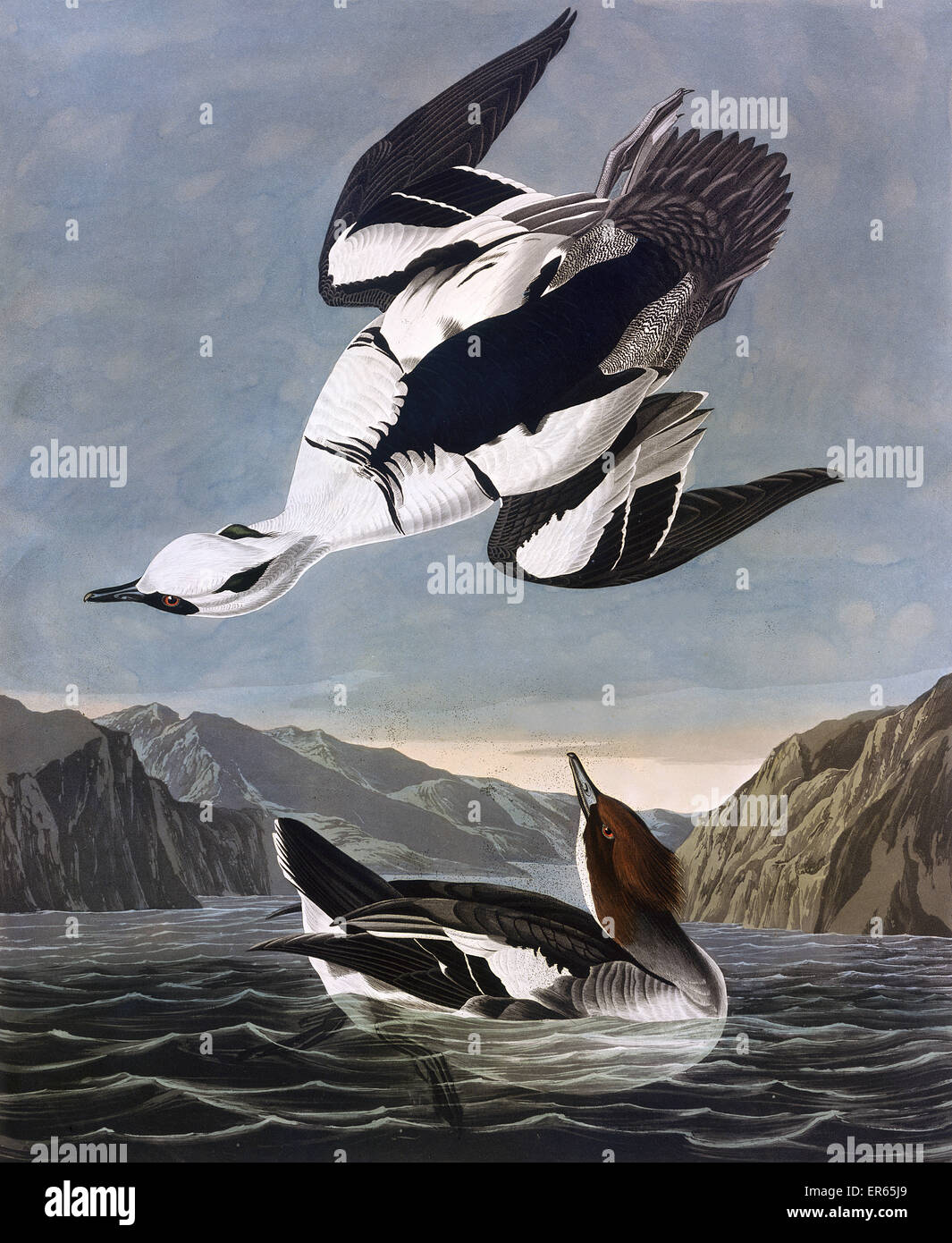Smew, oder Weiße Nonne, von John James Audubon Stockfoto