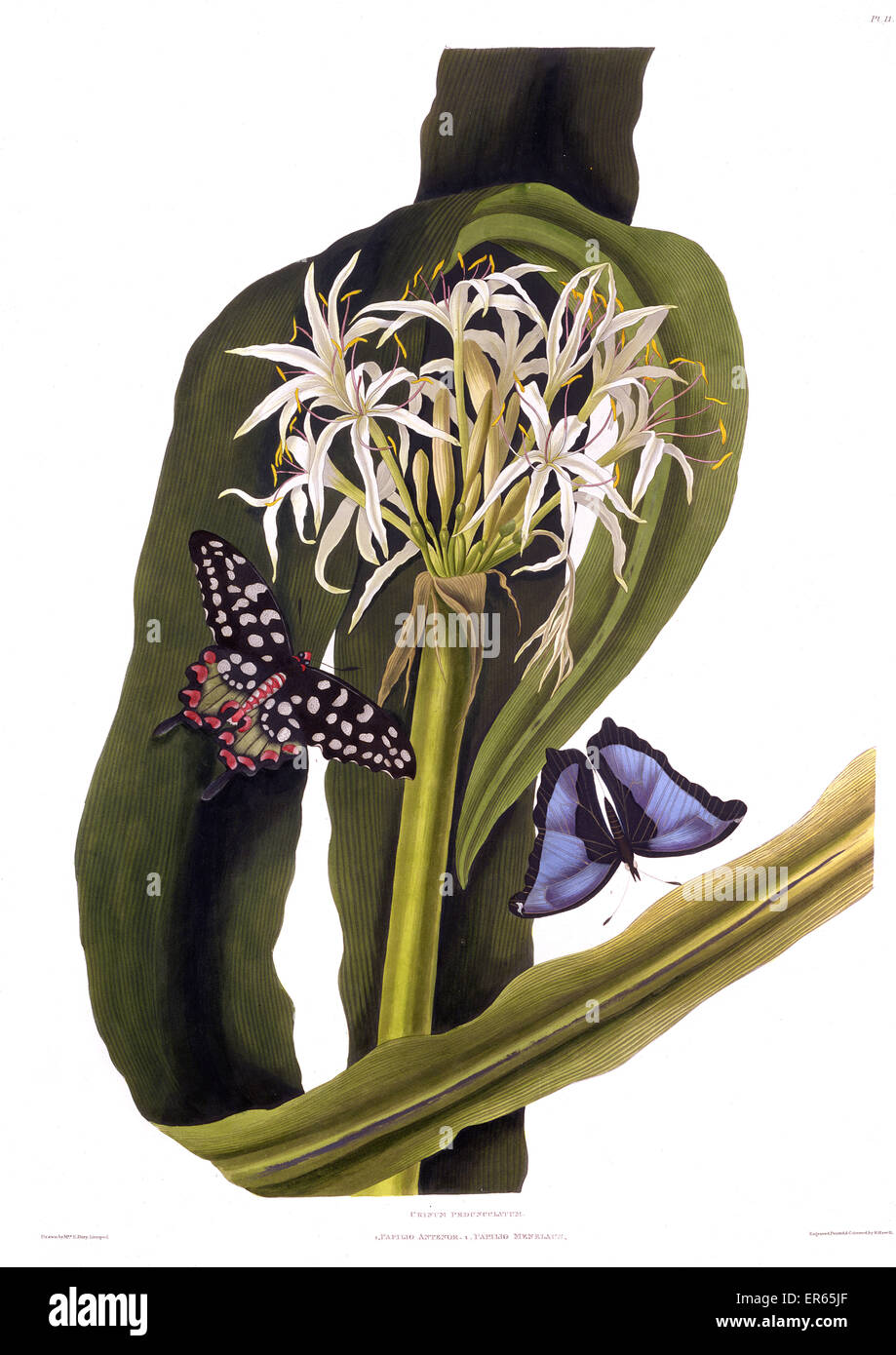 Crinum Pedunculatum (Sumpflilie), mit Schmetterlingen Stockfoto