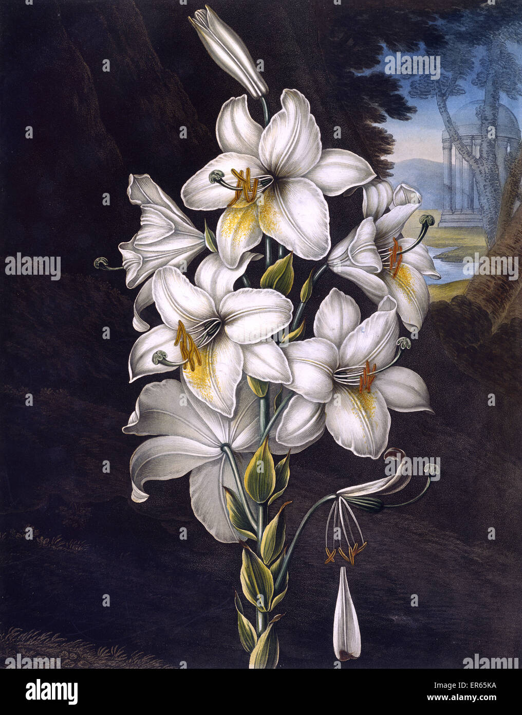 Die weiße Lilie mit bunten Blätter, gestochen von Stadler nach Henderson, in einem Buch mit dem Titel The Tempel der Flora von Dr. Robert John Thornton (1768-1837). Das Buch erschien 1799 bis 1807. 1800 Stockfoto