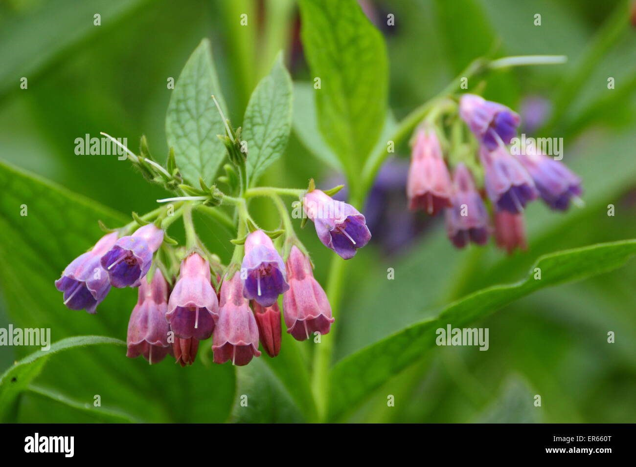 Beinwell (Smphytum) in Blüte von einem Stream, Nottinghamshire, England, UK Stockfoto