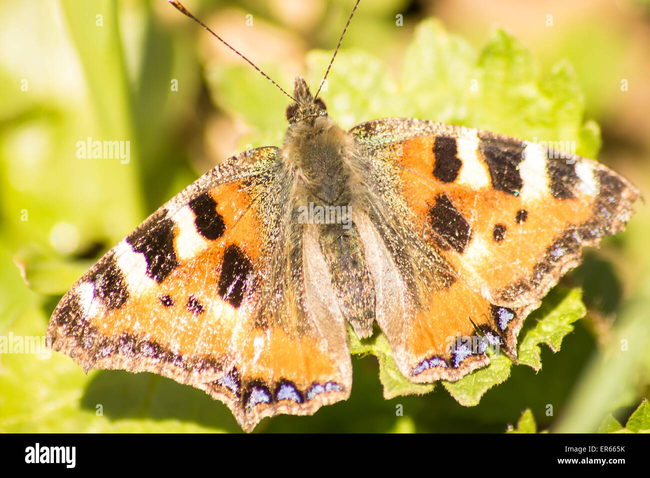 Schmetterling Nahaufnahme Stockfoto