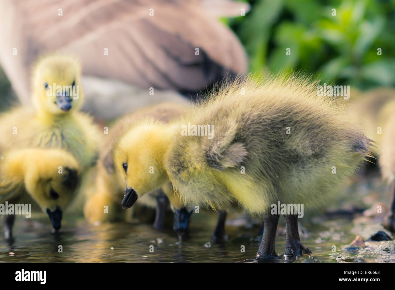 Kanadische Gänse-Küken hautnah Stockfoto