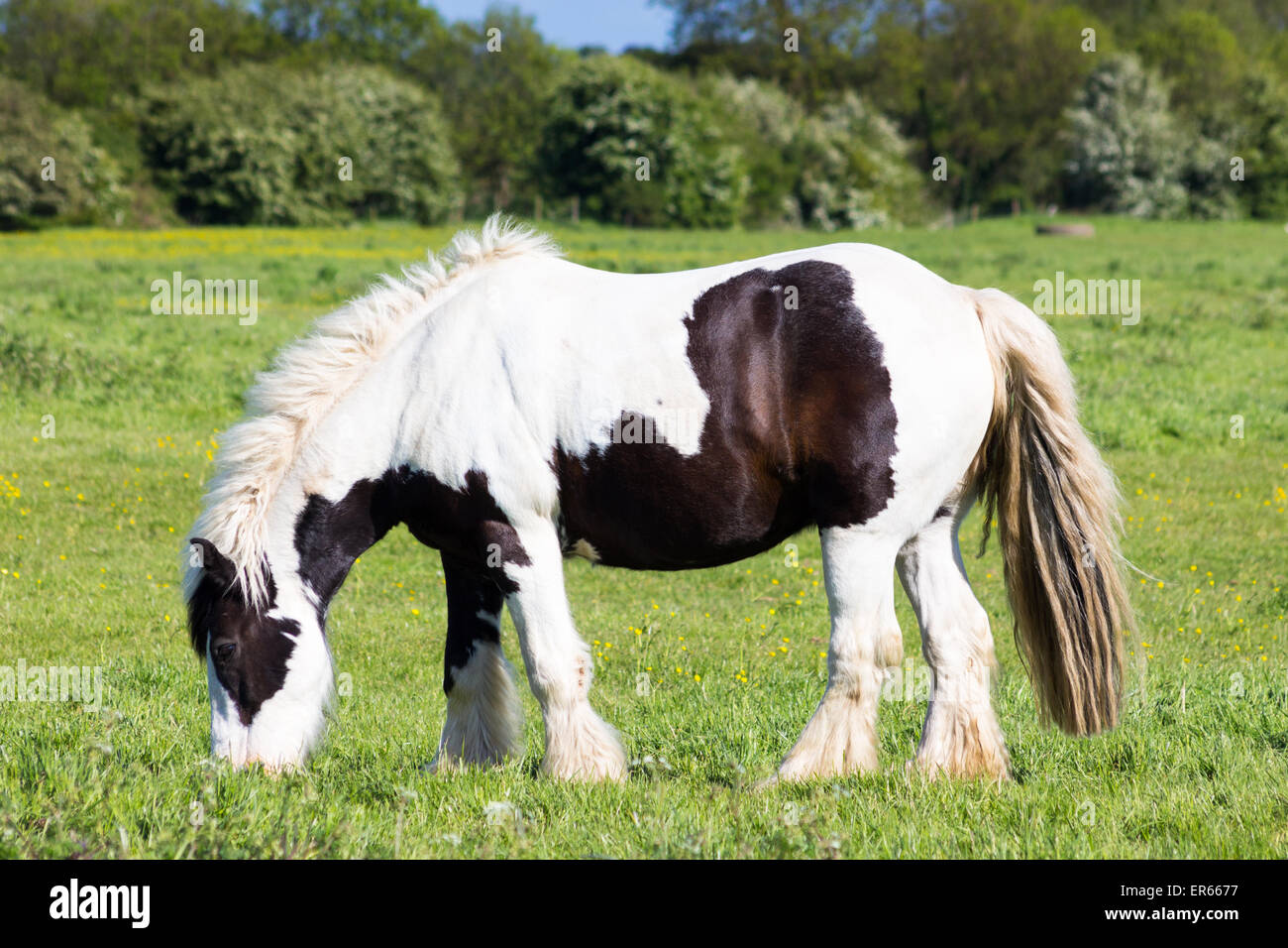 Pony, Essen Stockfoto