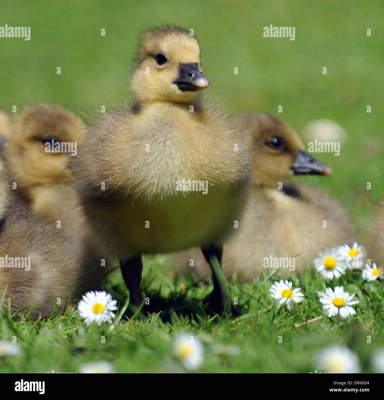 Mai 2015.  Graugans Lag Gänsel an Arundel, West Sussex. Stockfoto