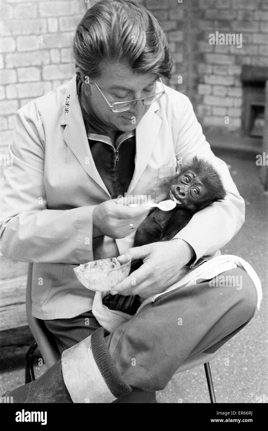 Fütterungszeit für Salome, Baby Gorilla, im Alter von 8 Wochen alt, gespeist von Keeper, Ron Smith Besucher schauen gespannt auf, im Londoner Zoo, 20. September 1976. Stockfoto