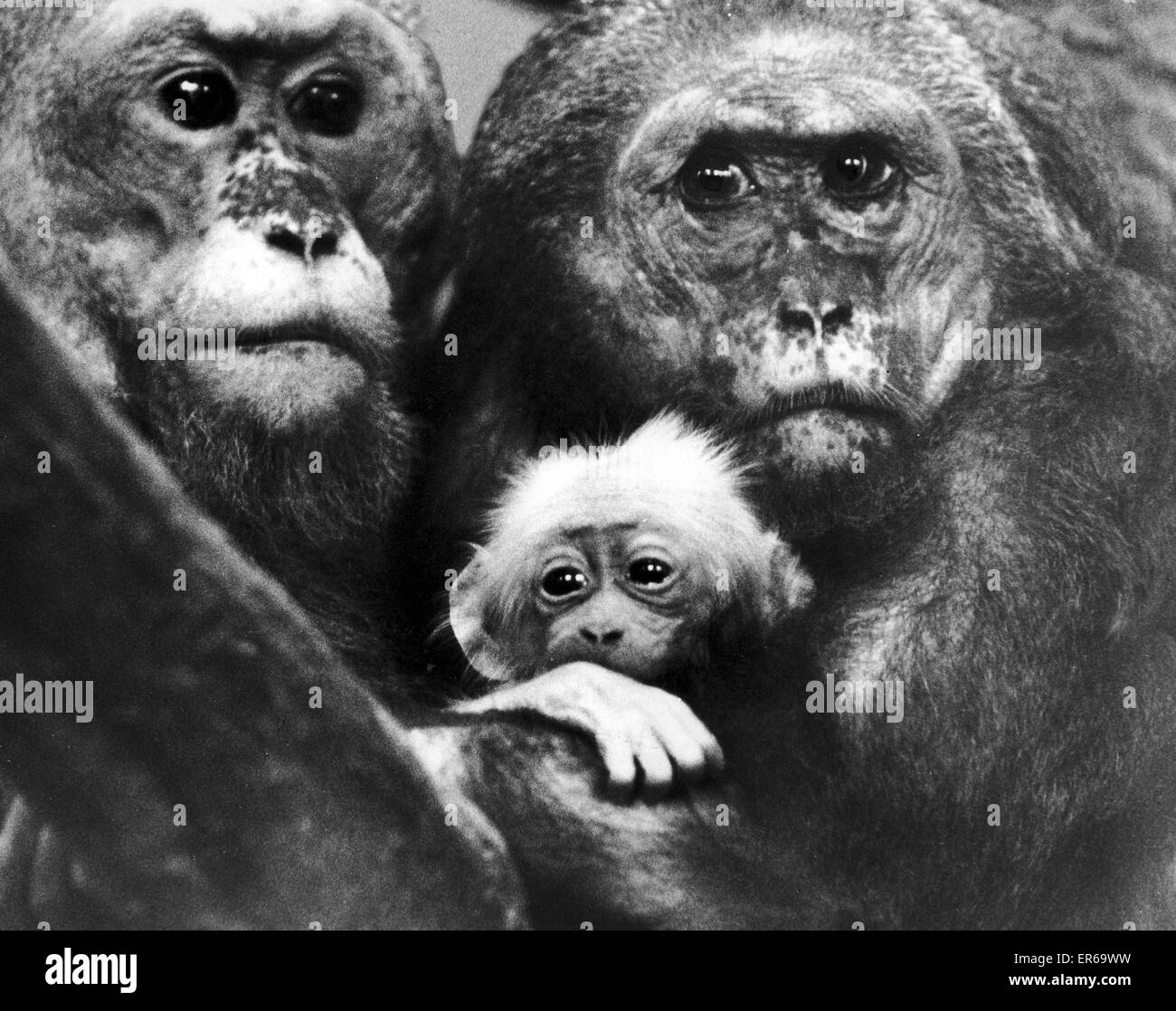 Blick auf die Welt zum ersten Mal ist dieses Baby stumpf tailed Maraque Affen. Mit einem Gewicht von schätzungsweise ein halbes Pfund bei der Geburt, das Baby ist das erste geboren "Meile und Molly, drei Jahre alte Maraque Affen im Zoo von Belle Vue für 18 Monate. Sie sind memb Stockfoto