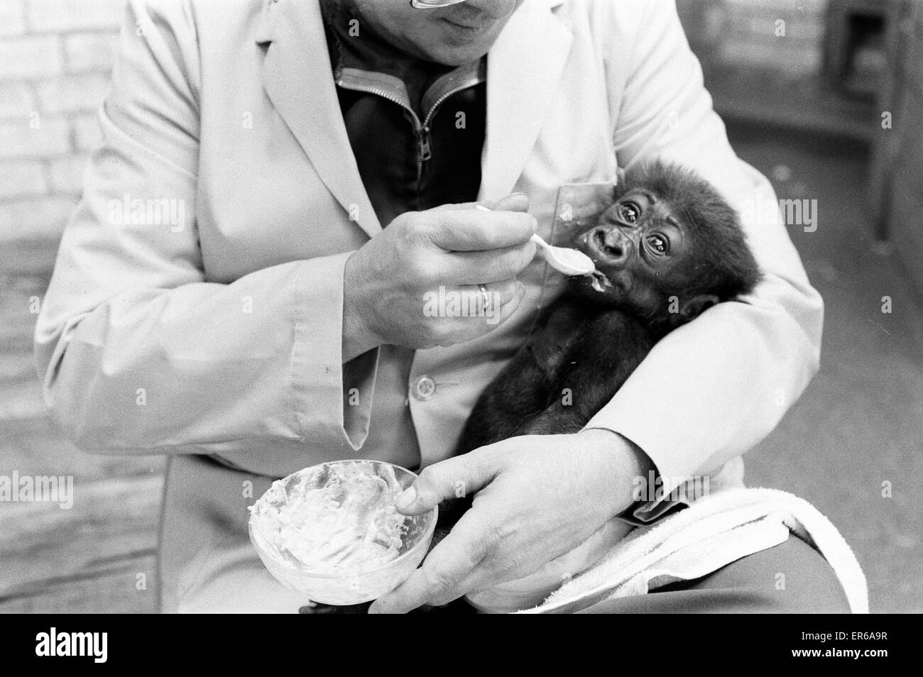 Fütterungszeit für Salome, Baby Gorilla, im Alter von 8 Wochen alt, gespeist von Keeper, Ron Smith Besucher schauen gespannt auf, im Londoner Zoo, 20. September 1976. Stockfoto