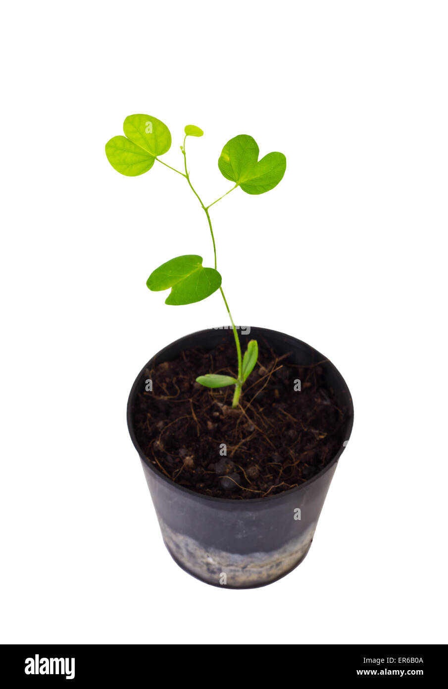 Junge Pflanze in der schwarzen Plastiktopf isoliert auf weißem Hintergrund und Clipping-Pfad Stockfoto