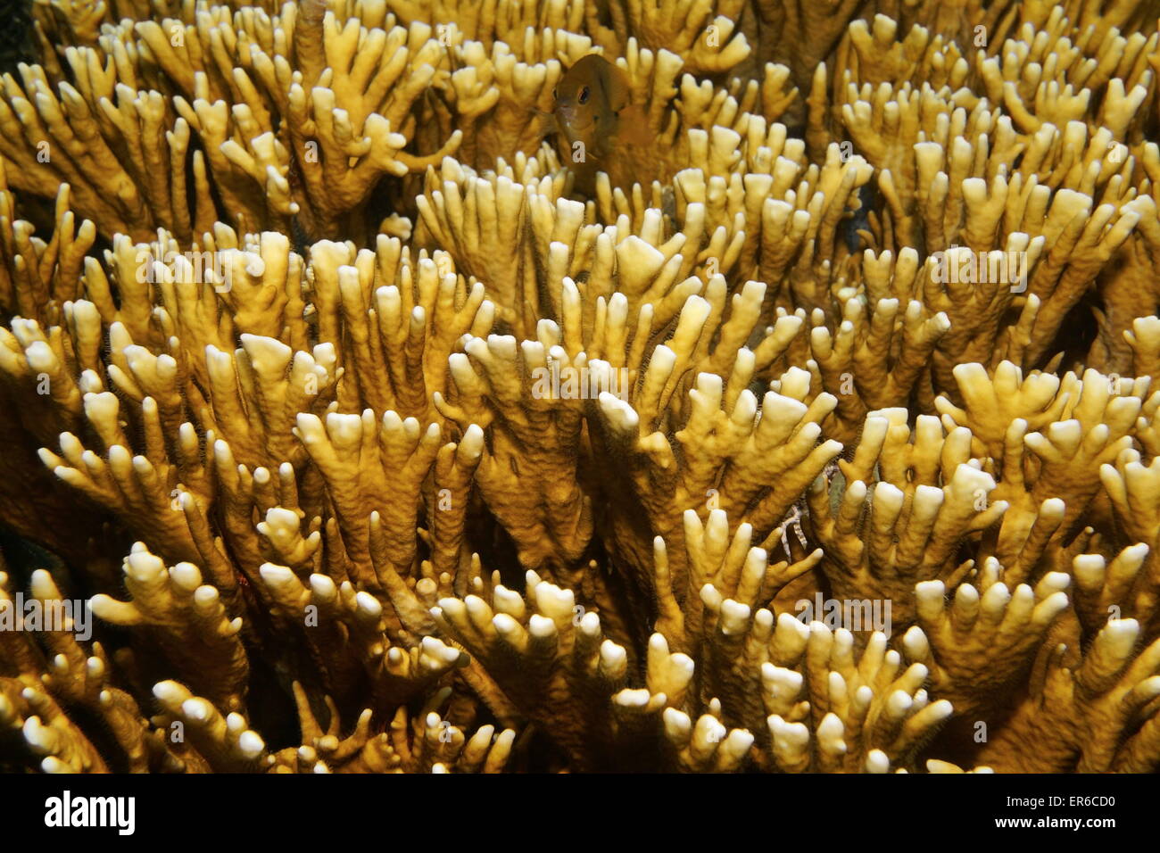 Unterwasserwelt, Nahaufnahme Bild von verzweigten Feuer Korallen, Millepora Alcicornis, Karibik Stockfoto