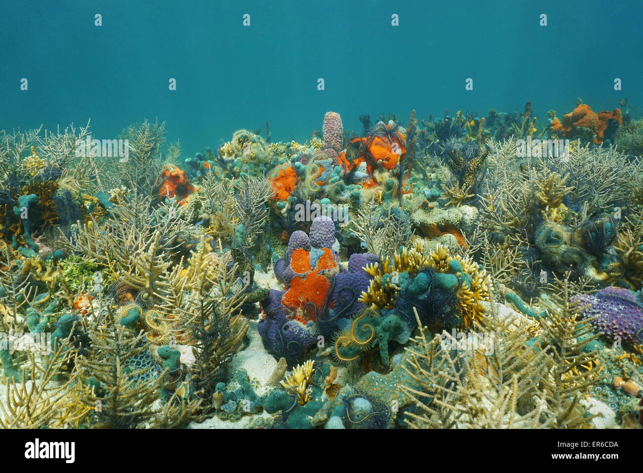 Auf einem üppigen Meeresboden mit bunten Unterwasserwelt, komponiert von Korallen und Schwämme in der Karibik unter Wasser Stockfoto