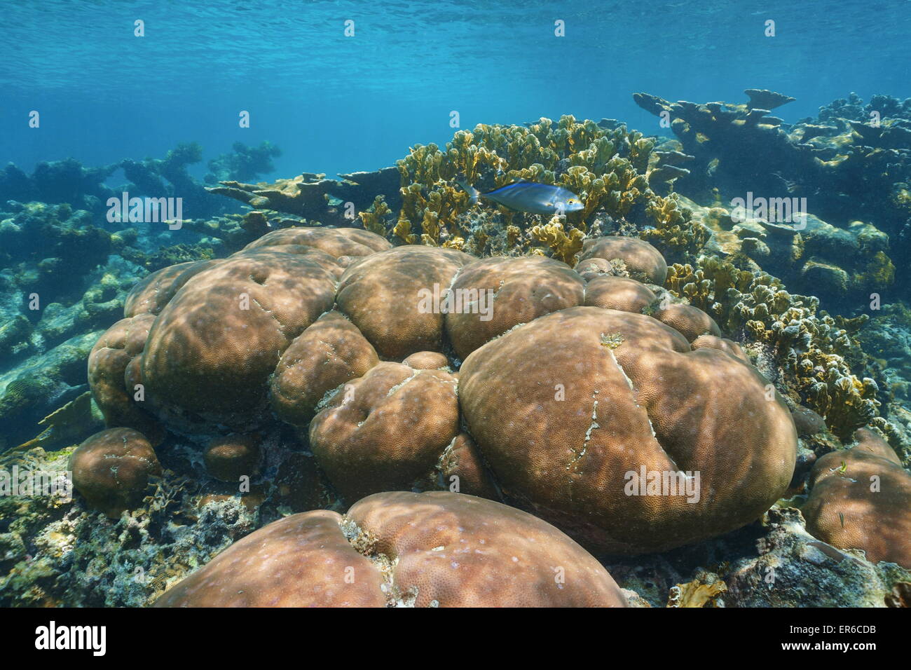 Unterwasserlandschaft in einem Stony Korallenriff des karibischen Meeres Stockfoto