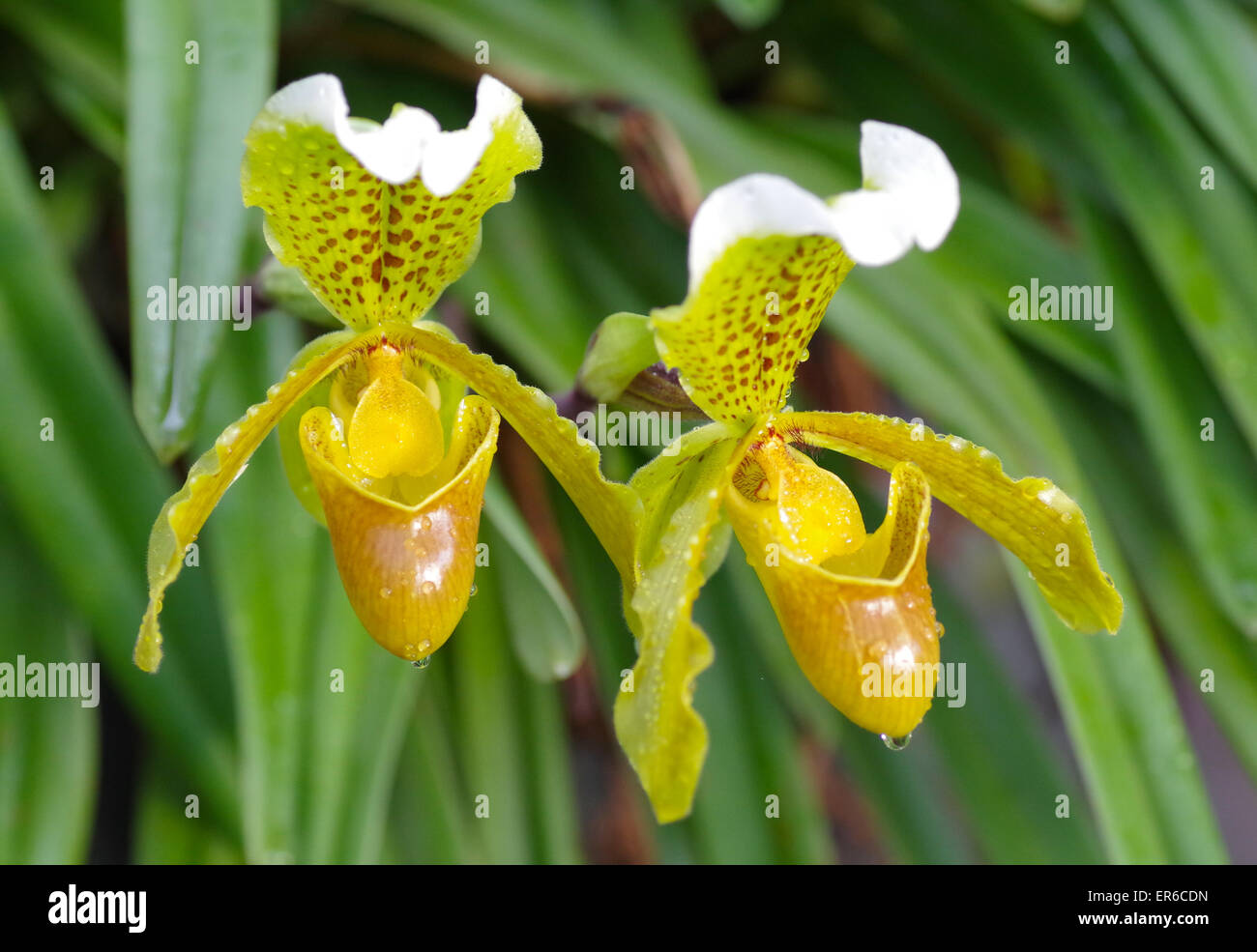 Hausschuh-Orchidee Stockfoto