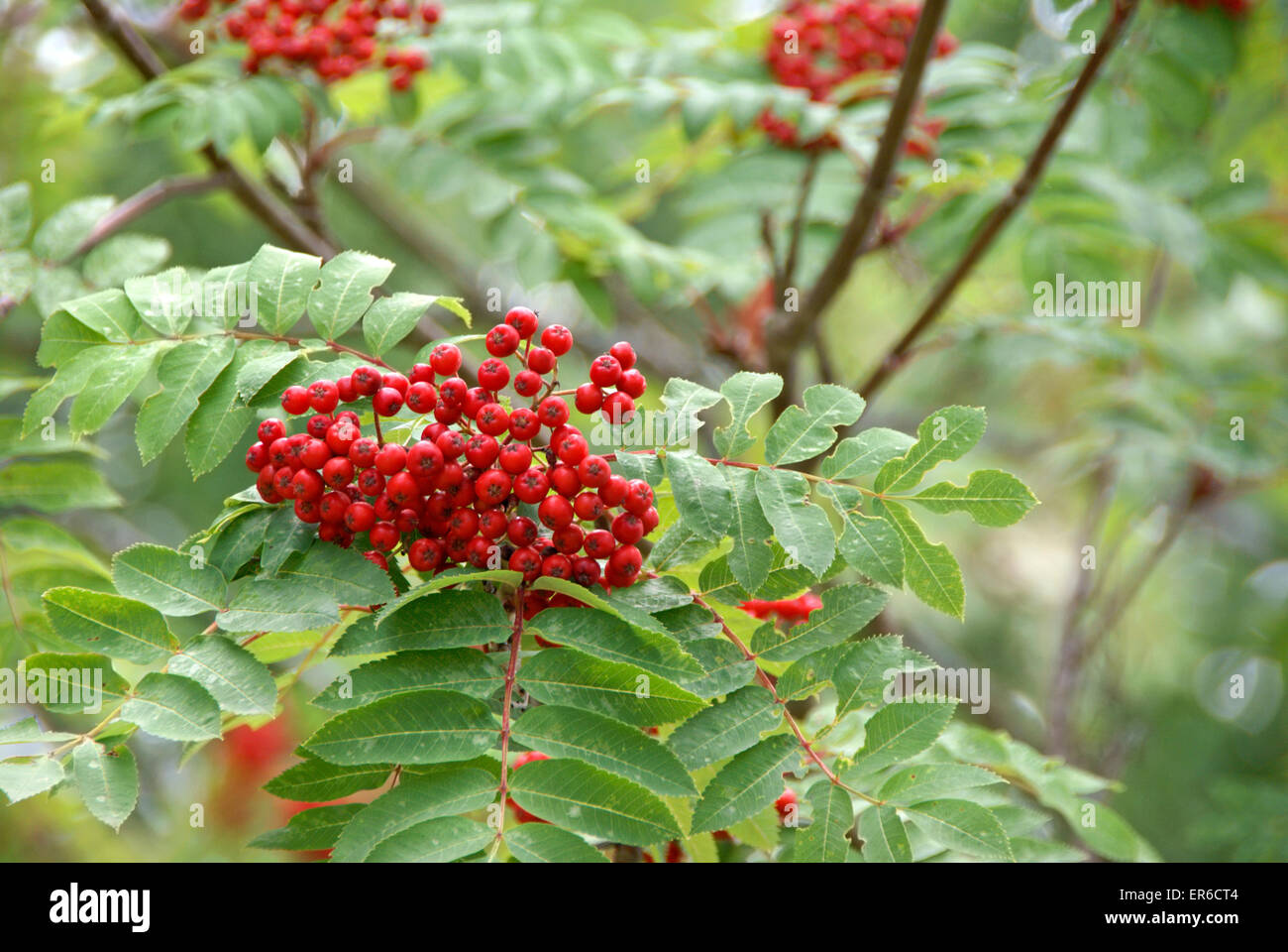 Rowan Mountain Ash Berry, Sorbus Decora, Baum. Nahaufnahme von Beeren. Stockfoto