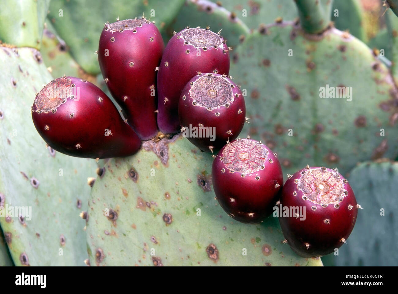 Kaktus Apple, Cactaceae Opuntia engelmannii Stockfoto