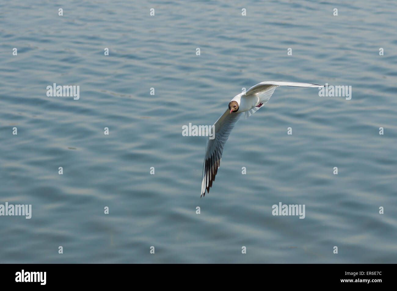Lachmöwe, Flug über Dnepr-Fluss in der Ukraine Stockfoto Lachmöwe, Flug über Dnepr-Fluss in der Ukraine Stockfoto