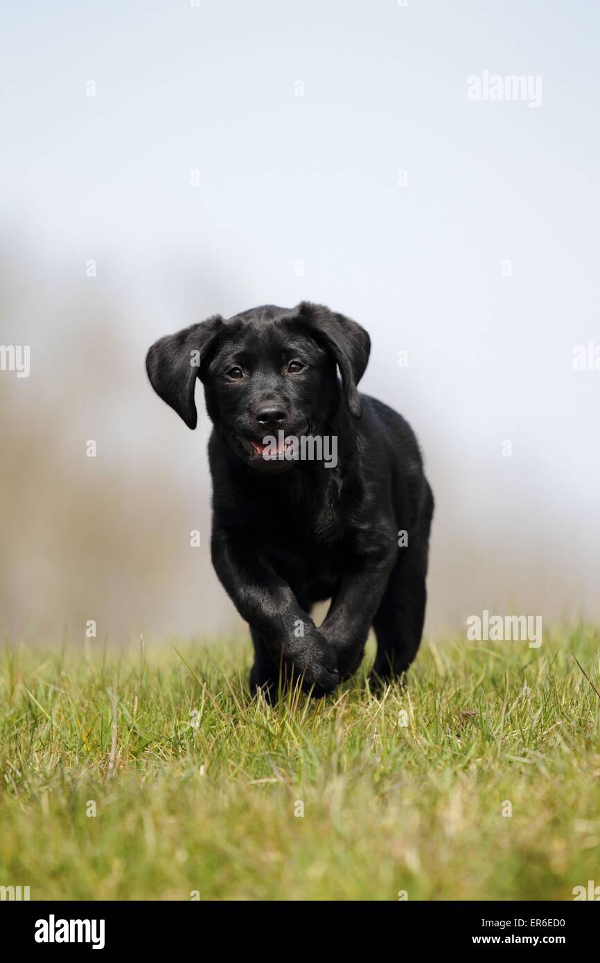 Labrador Retriever Welpen Stockfoto