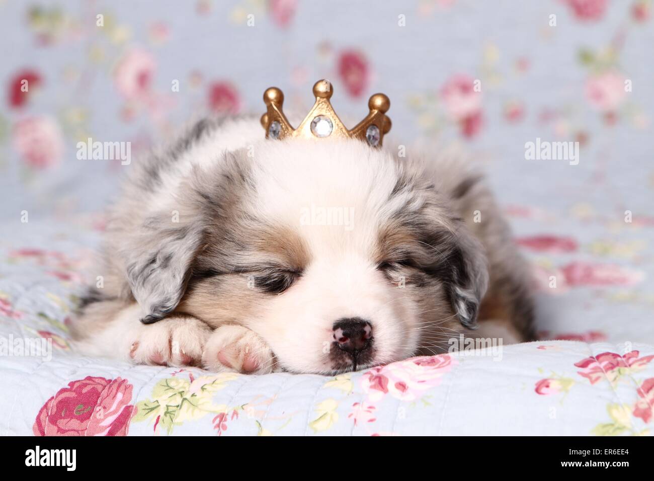 Miniatur Australian Shepherd Welpen Stockfoto