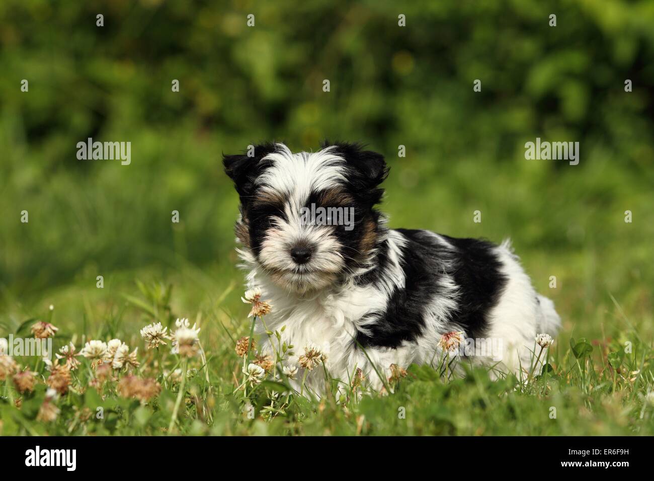 Biewer Yorkshire Terrier Welpen Stockfoto