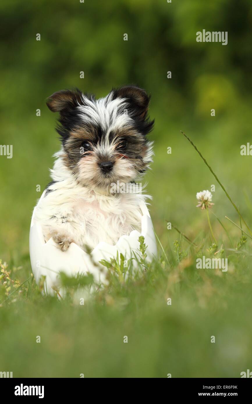 biewer yorkshire terrier welpen