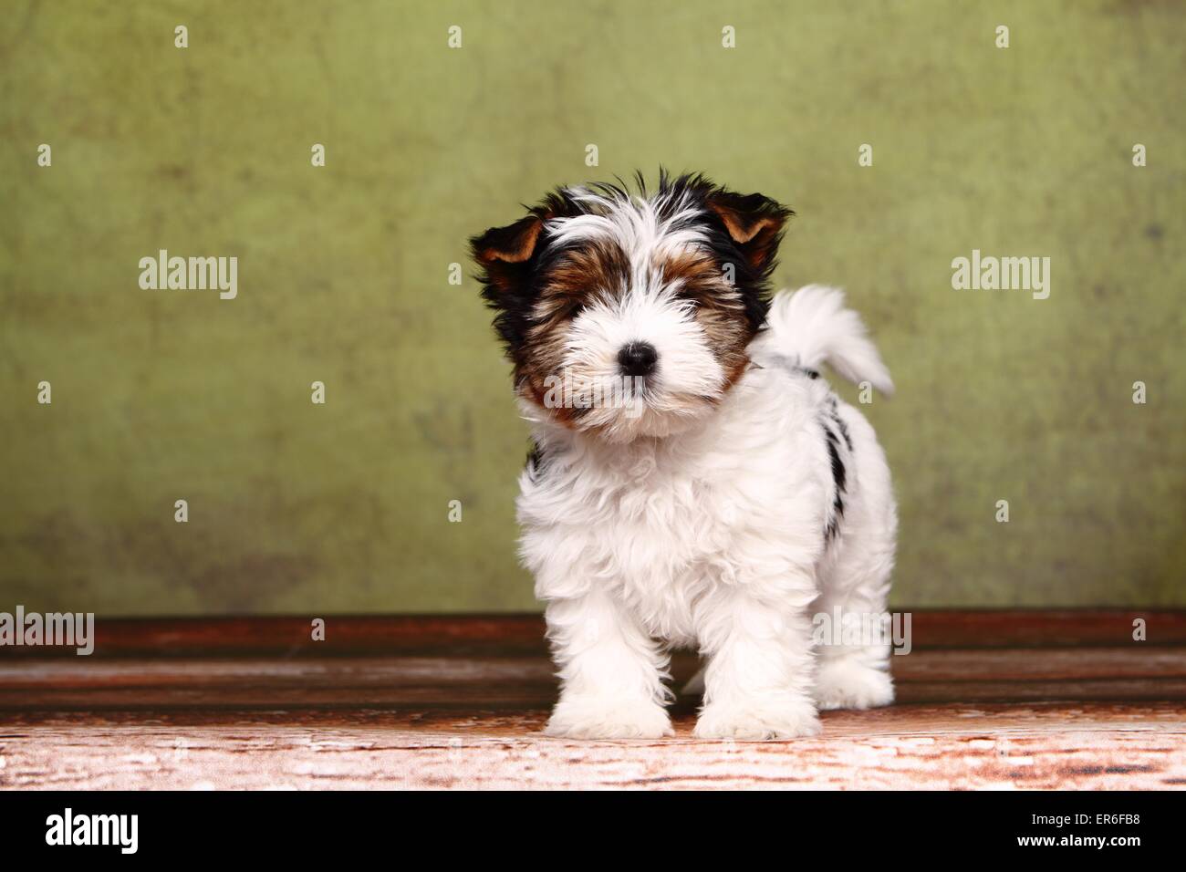 Biewer Yorkshire Terrier Welpen Stockfoto