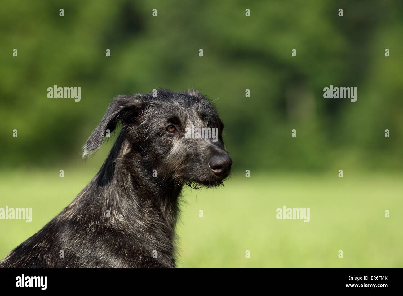Deerhound Welpen Stockfoto