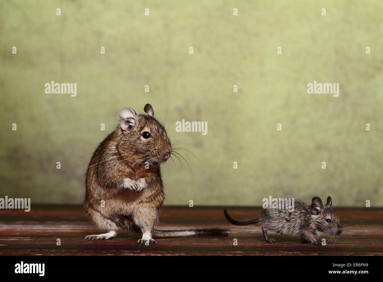 Degus Stockfoto