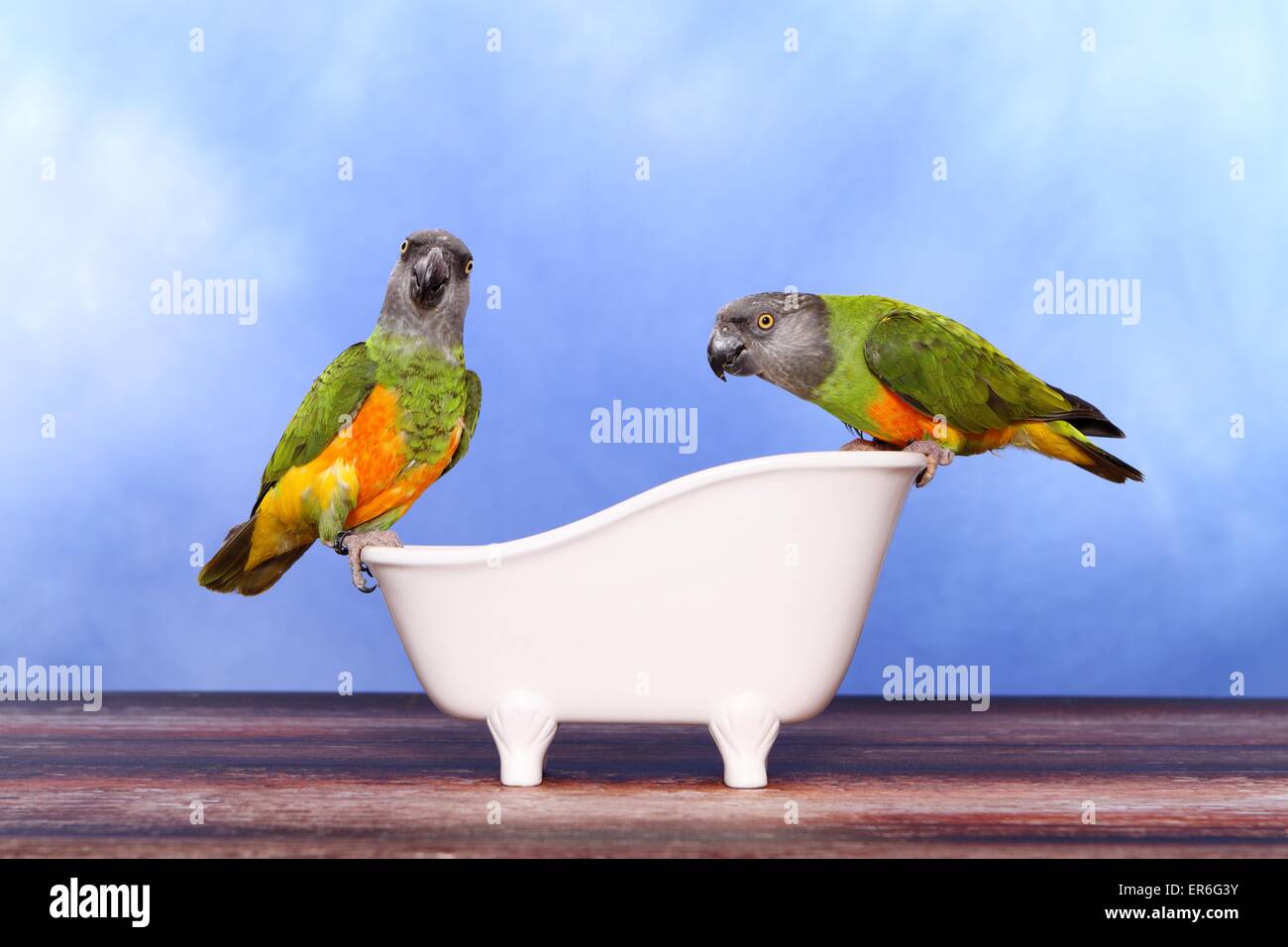 Senegal Papageien Stockfoto