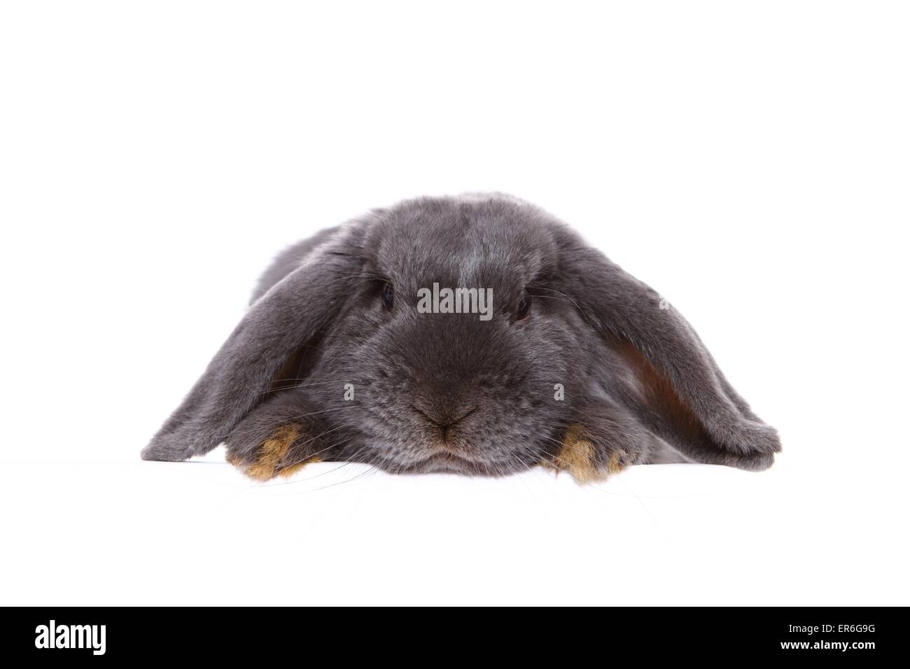 hängeohrigen Kaninchen Stockfoto