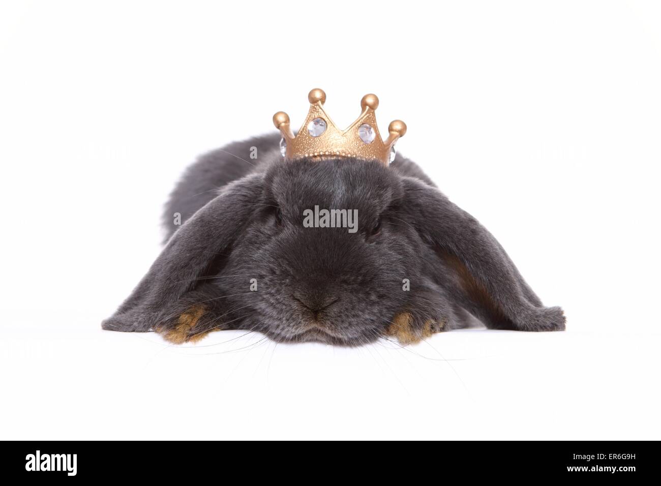 hängeohrigen Kaninchen Stockfoto