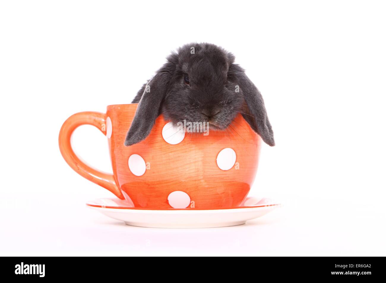 hängeohrigen Kaninchen Stockfoto