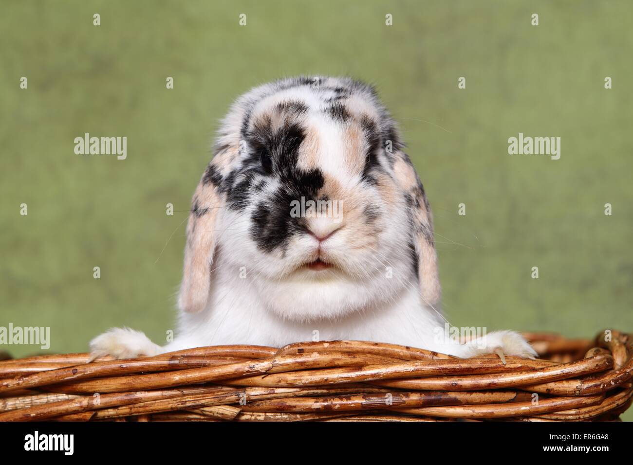 hängeohrigen Kaninchen Stockfoto
