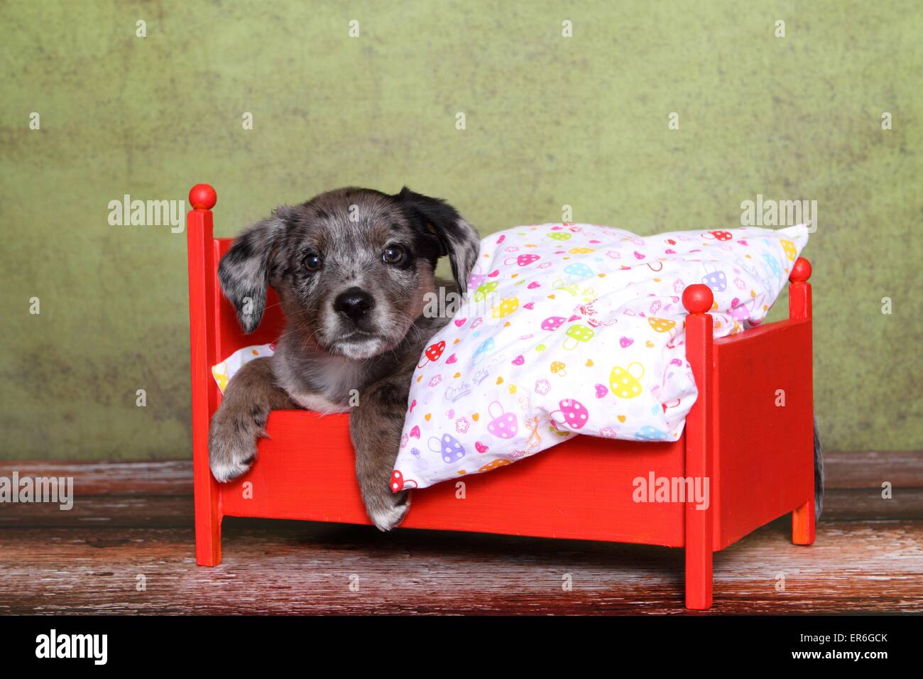 Australian-Shepherd-Labrador-Mischling Welpe Stockfoto ...