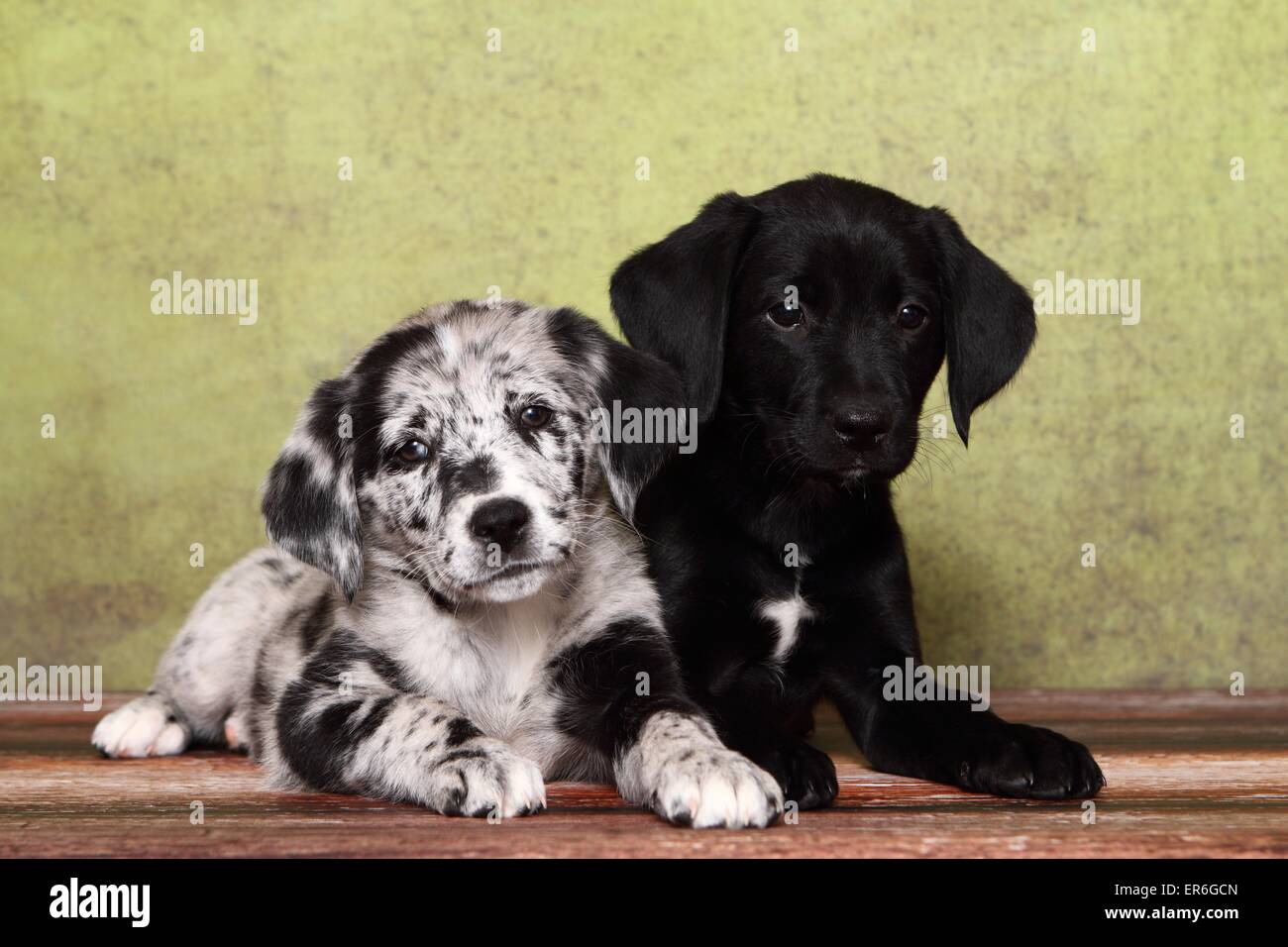 2 Australian-Shepherd-Labrador-Mischling-Welpen Stockfotografie - Alamy