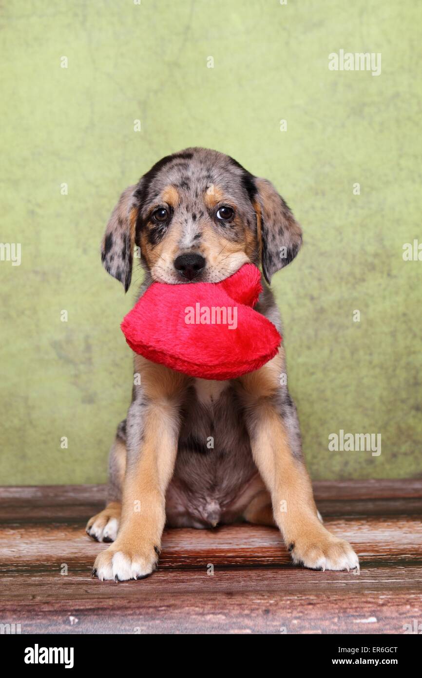 Australian-Shepherd-Labrador-Mischling Welpe Stockfoto