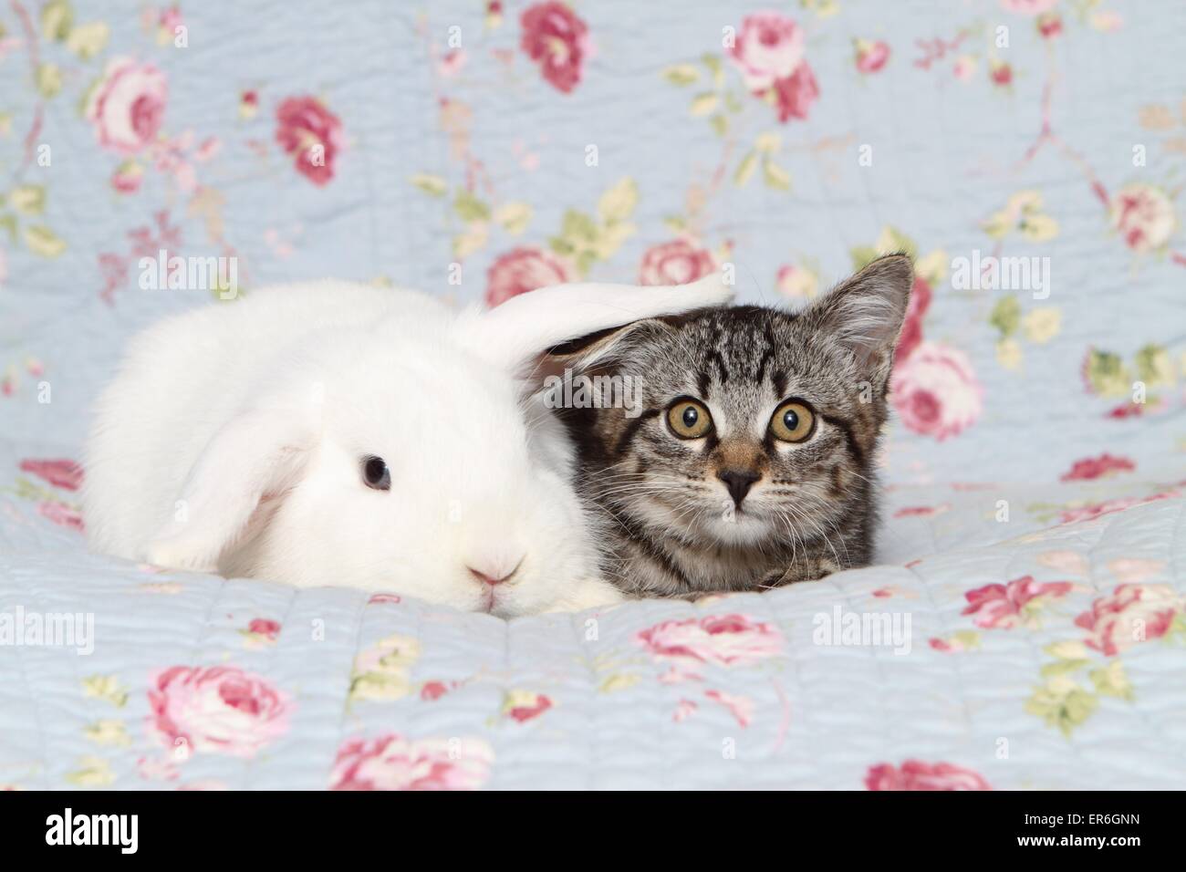 Katzen Bekommen Die Jungen Kaninchen Stockfotos und -bilder Kaufen - Alamy