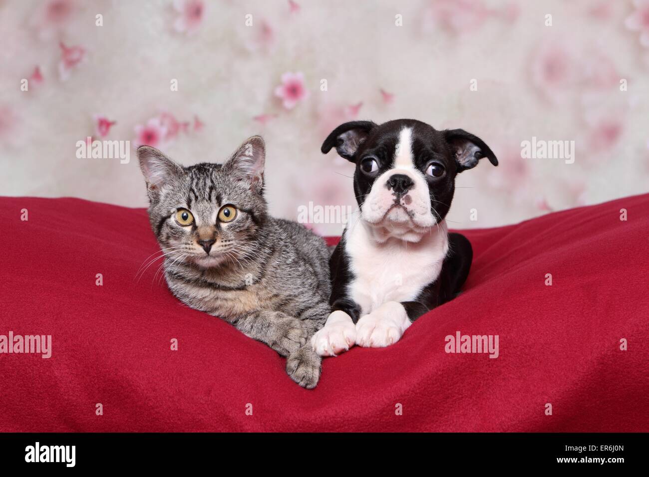 Hund mit katze -Fotos und -Bildmaterial in hoher Auflösung – Alamy