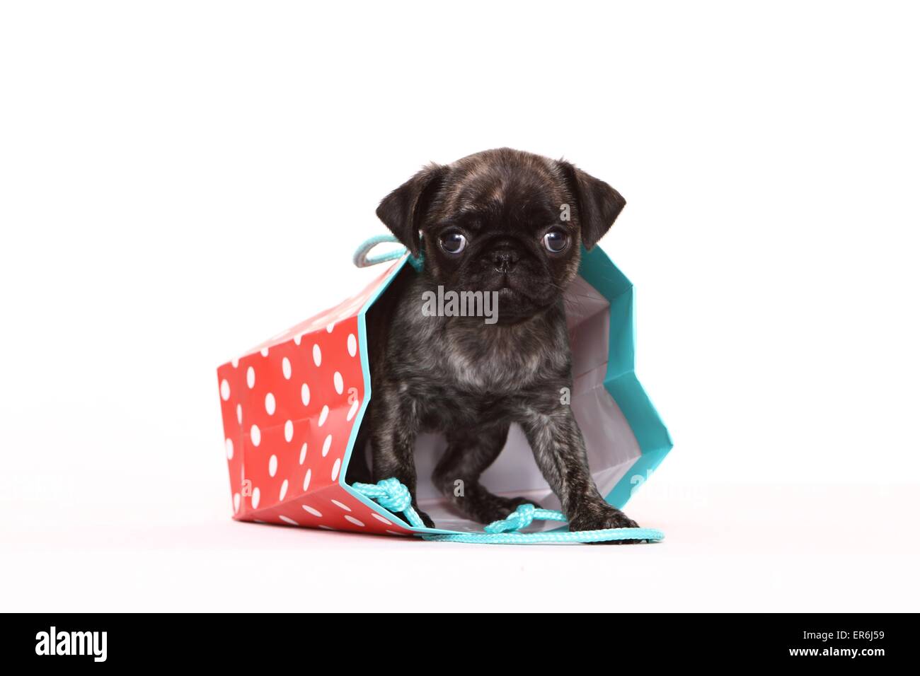 Mops Welpen Stockfoto