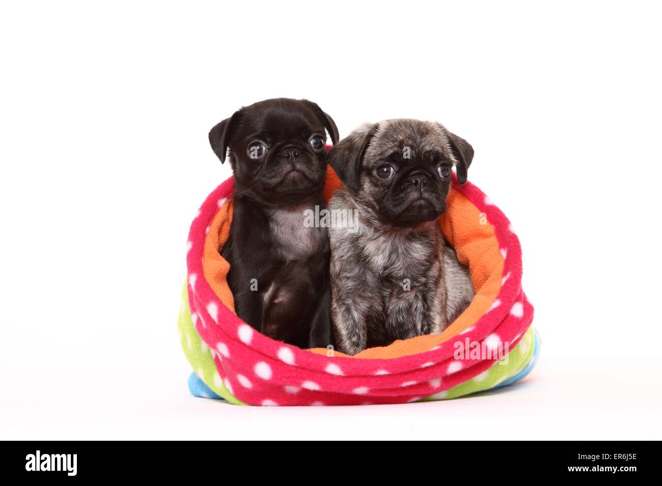 2 Mops Welpen Stockfoto